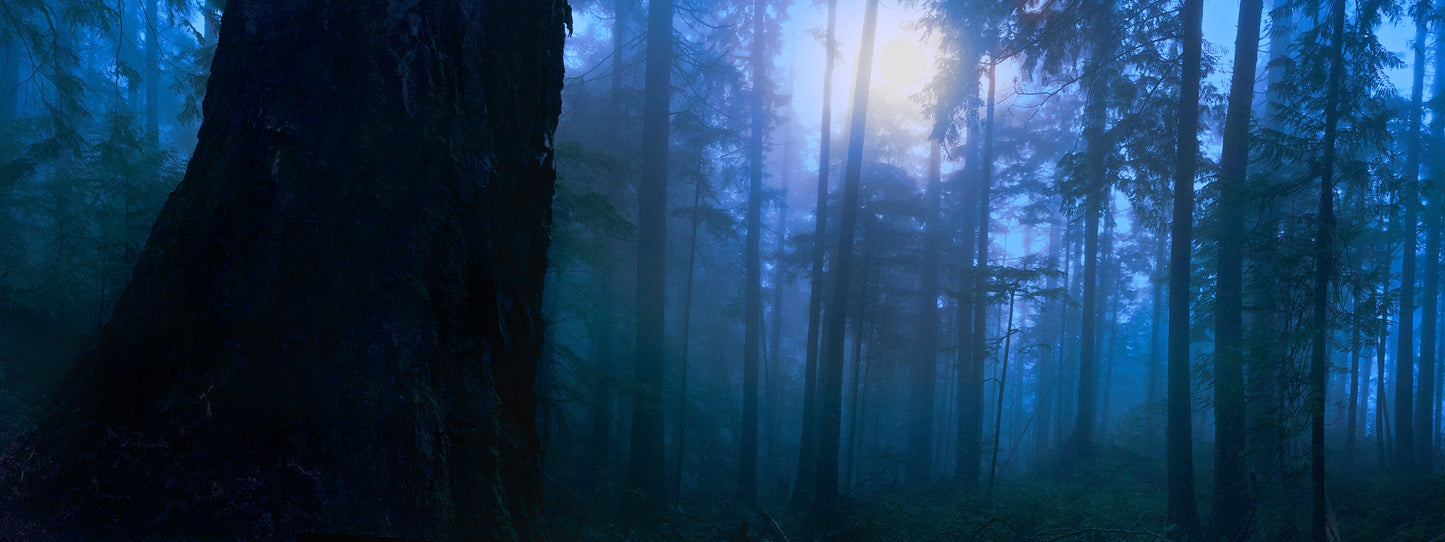 A panoramic of a forest scene with trees and a misty background, predominantly in shades of blue and green.