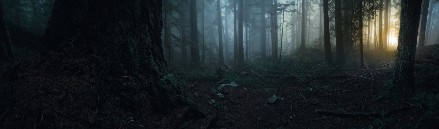 A landscape of a misty forest with a light source behind the trees creating a serene atmosphere.